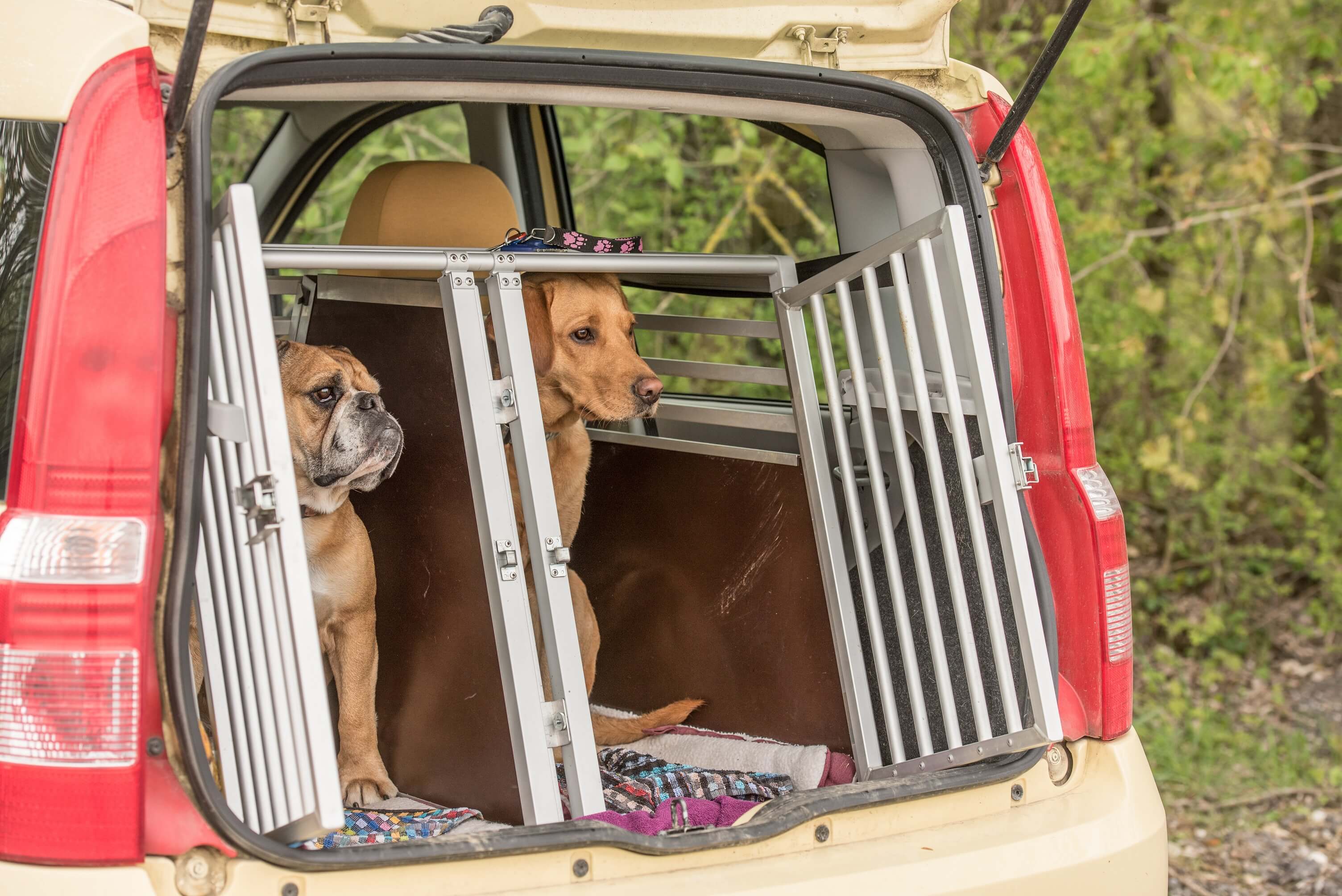 Hund im Auto: Tier anschnallen oder in den Kofferraum?