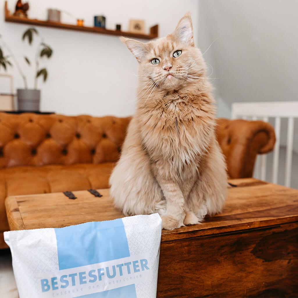 bestesfutter-katze-katzenfutter-lachs-und-weissfisch